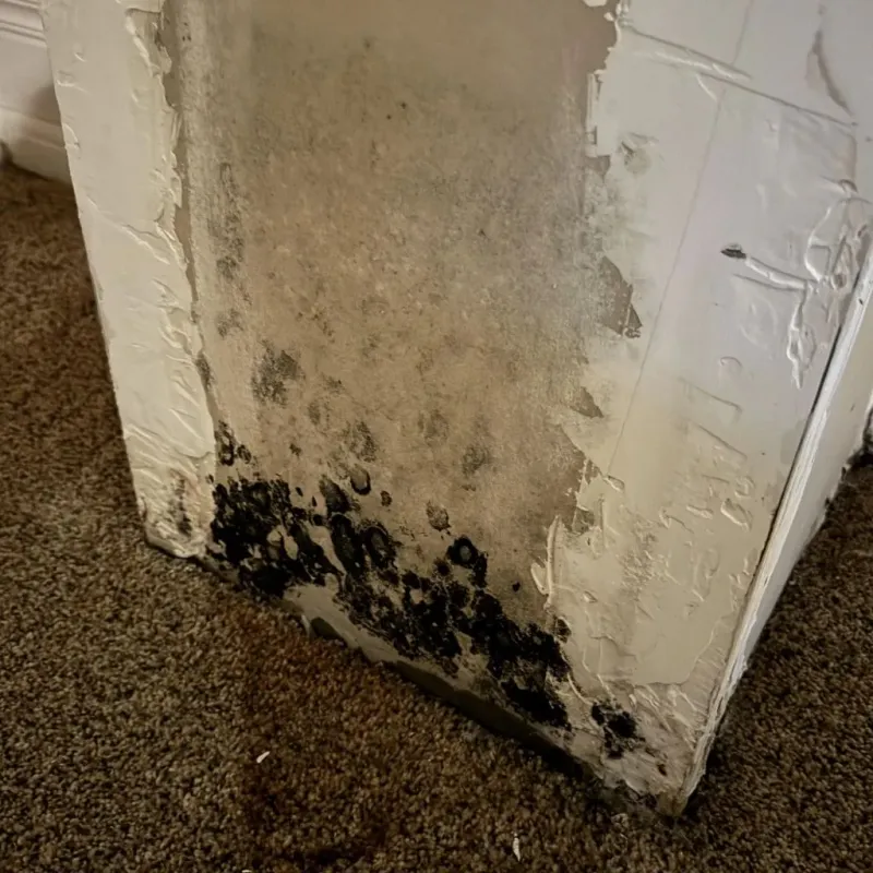 Professional Mold Removal in Hendersonville, TN
